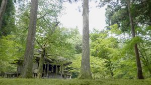 京都・大原 三千院 / 青もみじや苔の絨毯など緑あふれる寺院